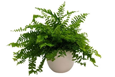 Nephrolepis Hong Kong Fern Variety Thumbnail.jpg